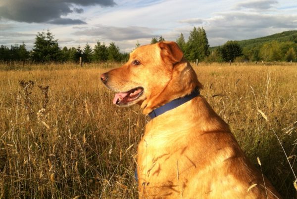 Bear in tall grass in fall