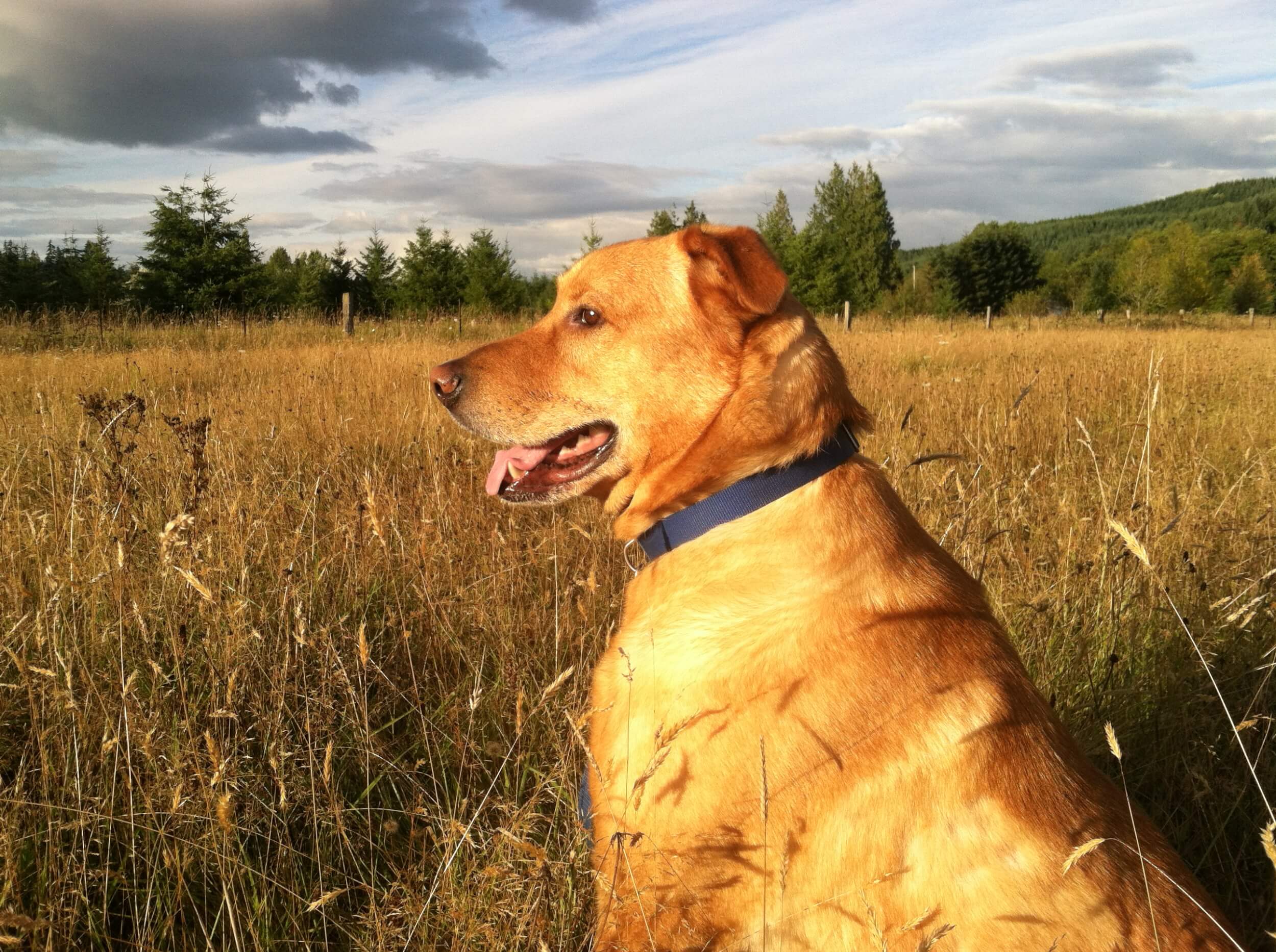 Bear in tall grass in fall